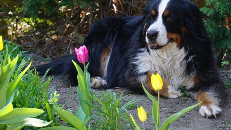 Your Dog's Zodiac Element Reveals Their True Play Style