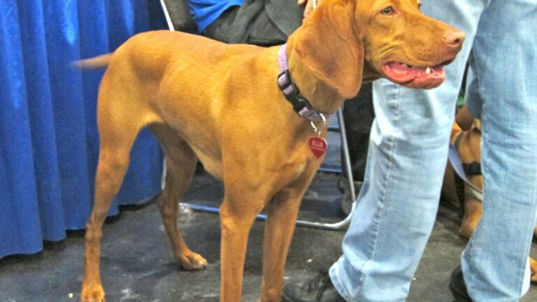 The Secret Language of Your Dog's Tail Wags: A Psychological Breakdown