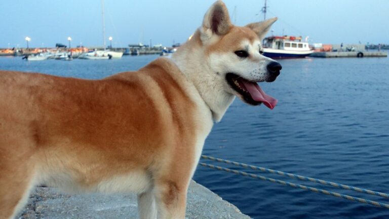 8 Dog Breeds Whose Astrological Sign Predicts Their Loyalty Levels