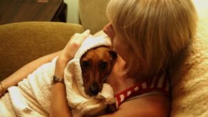 Why Your Dog's Fear of Thunder Is More Than Just Noise Sensitivity