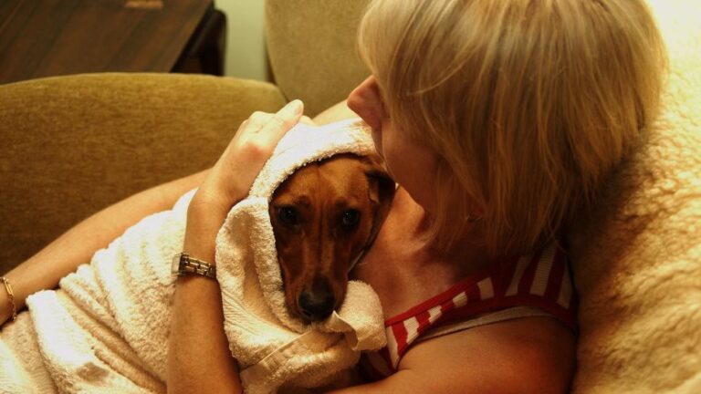 Why Your Dog's Fear of Thunder Is More Than Just Noise Sensitivity