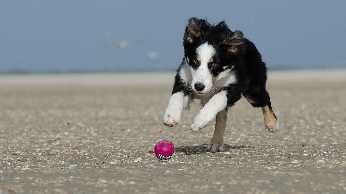 Best Dog Breeds for Fire Signs Seeking High-Octane Fun