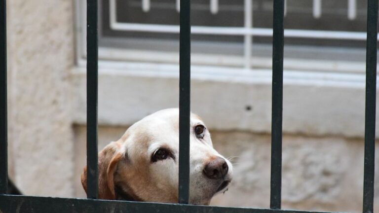 10 Ways You Annoy Your Dogs Without Realizing It