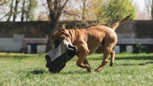 10 Dog Breeds Prone to Destructive Behavior