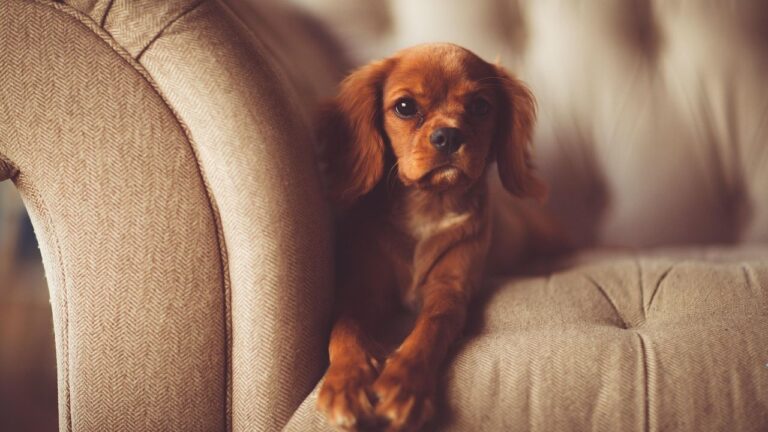 How To Get My Dog To Stop Destroying My Furniture