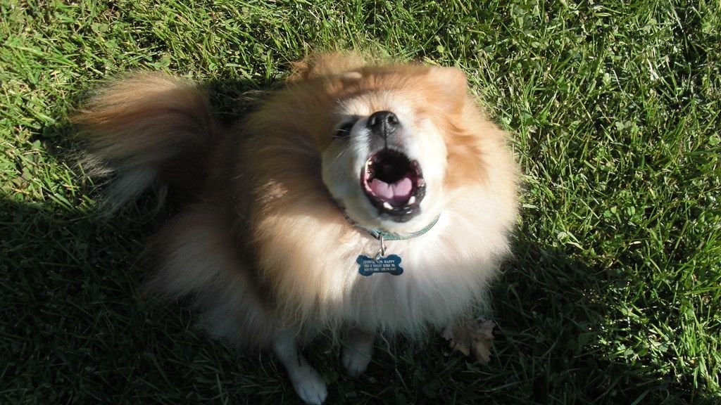 The 10 Worst Dog Breeds For Those Who Want a Quiet Companion