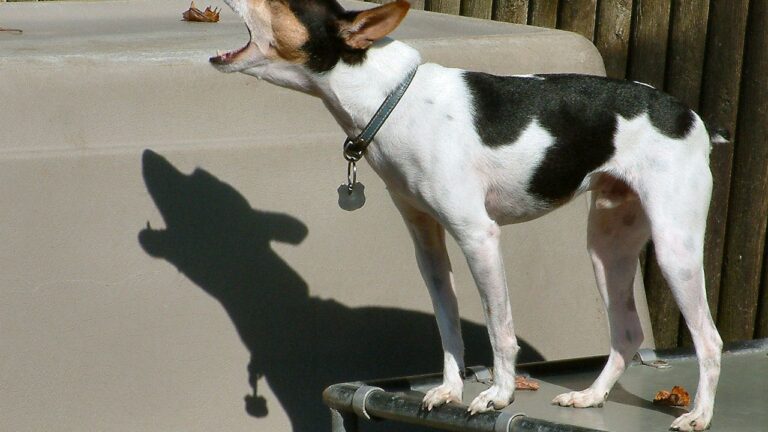 10 Dog Breeds Most Likely To Keep You Awake At Night