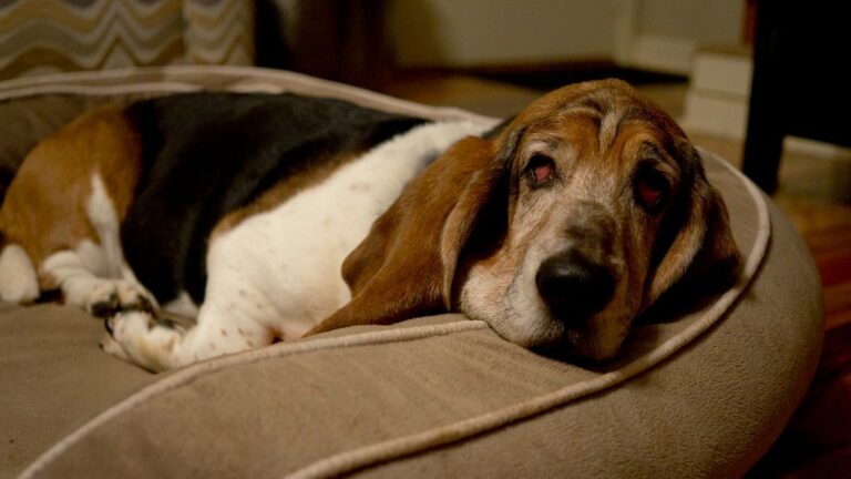 8 Peaceful Dog Breeds Perfect for a Quiet Home and Relaxed Lifestyle
