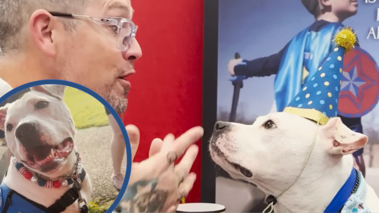 Deaf Pittie Everyone Called ‘Broken’ Becomes the Ultimate Therapy Dog