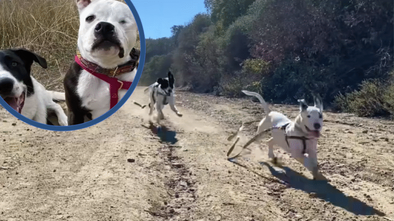 Grieving Dog’s Heart Heals The Moment He Meets His New Brother