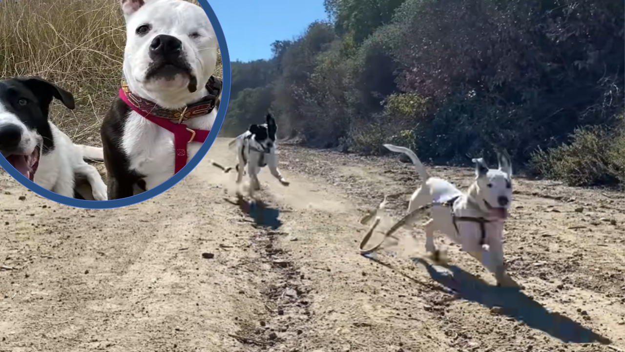 Grieving Dog’s Heart Heals The Moment He Meets His New Brother