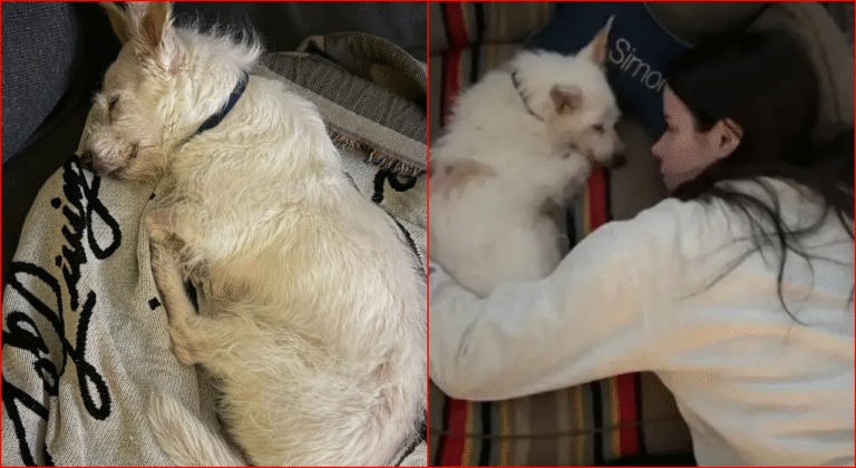 Woman Adopts Foster Dog Before He’s Put Down So He Can Spend 1 Night as Family: ‘Loved Until His Very Last Breath’