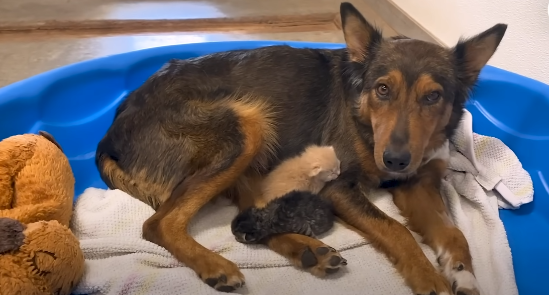 Heartbroken Mama Dog Finds Hope Again: Milo the Rescue Dog Who Adopted Kittens