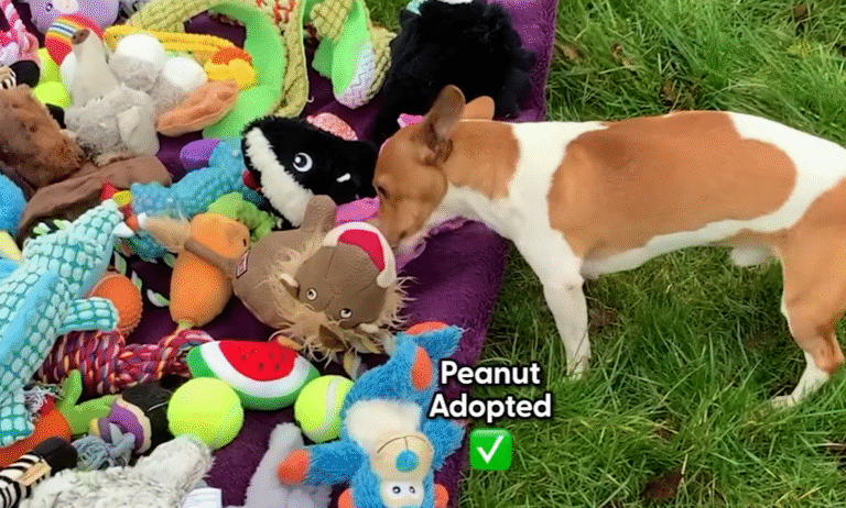 Rescue Dogs Choose Their Own Christmas Presents in Heartwarming Video