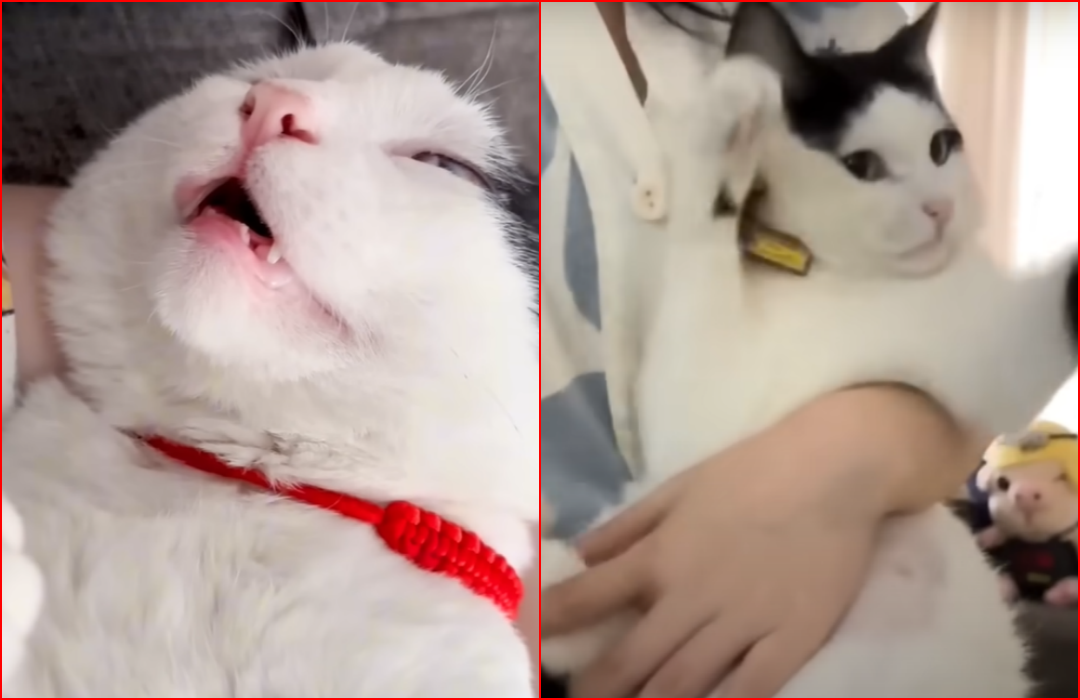 Sick Cat Breaks Couple’s Heart After Seeing Him Lying Motionless in a Puddle