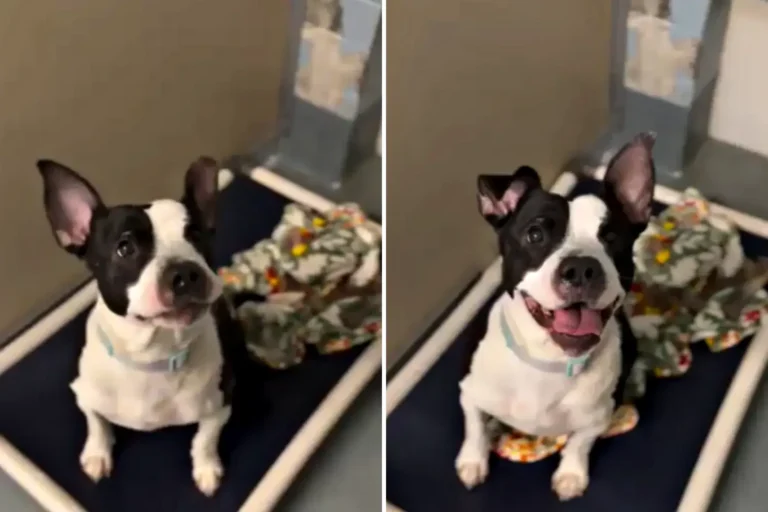 Animal Control Finds Dog With Tiny Blanket Abandoned Near Dumpster Just Before Christmas