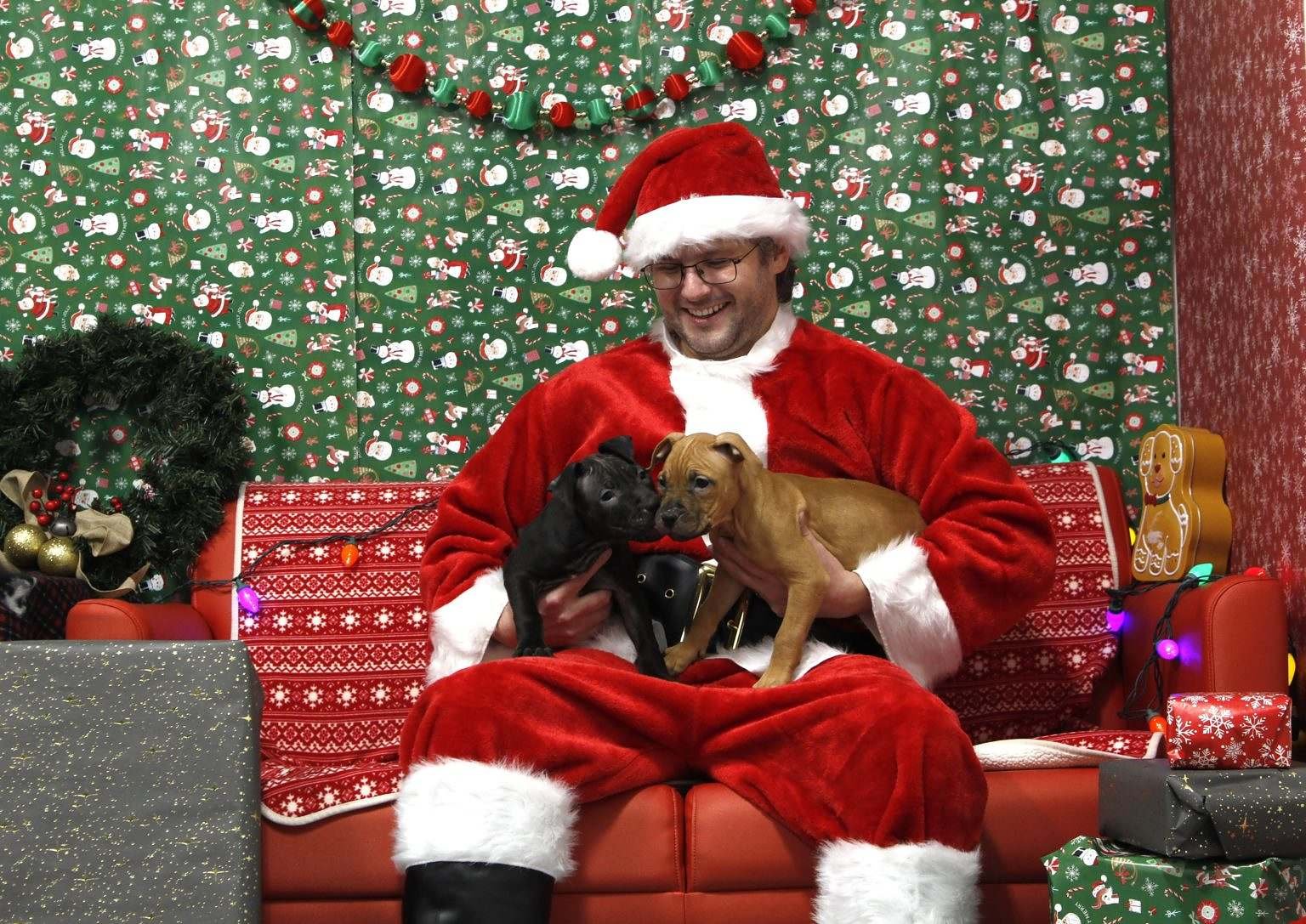 Dogs ‘Healing’ After Rescue From Suspected Dogfighting Ring Get a Visit From Santa
