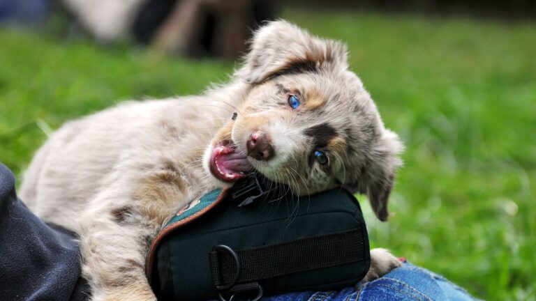 10 Dog Breeds That Can Drive You Around the Bend With Their Destructive Nature