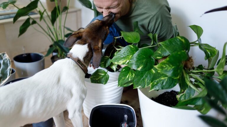 15 Everyday Items in Your Home That Are Secretly Dangerous for Your Dog