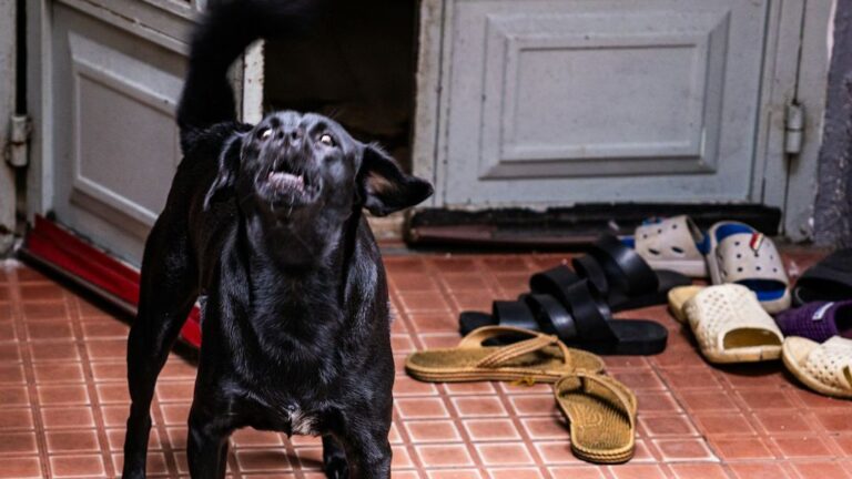 How to Turn Your Dog's 'Bad' Habits into Adorable Quirkiness (It's Easier Than You Think)
