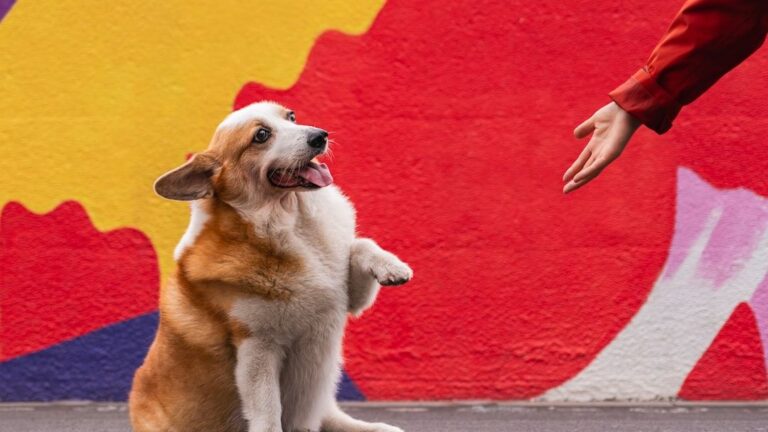 Are You Accidentally Stressing Out Your Dog? Hidden Cues You Might Be Missing