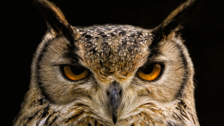 Why Owls Are Symbols of Wisdom Across Ancient Cultures
