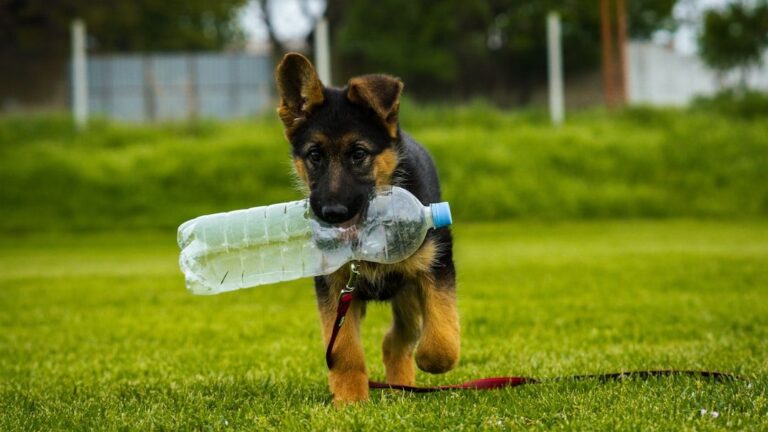 Forget Costly Gadgets: These Everyday Objects Are Your Dog's Favorite Toys!