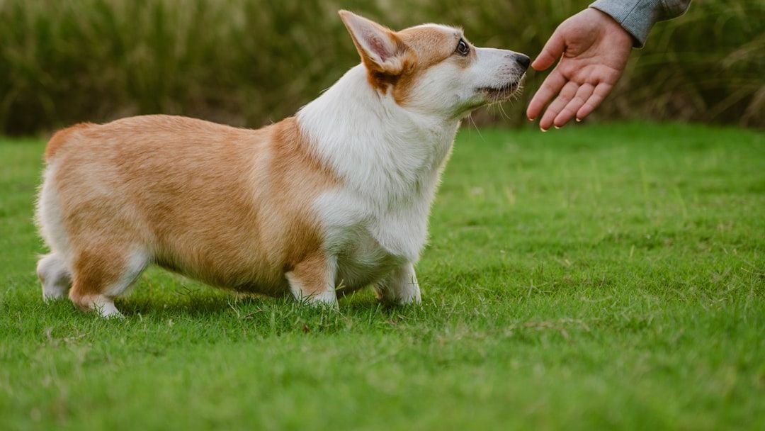 Stop Overthinking Dog Training: Simple Kindness is the Most Powerful Tool