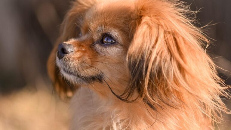 10 Dog Breeds That Suit a Virgo's Need For Peace and Quiet