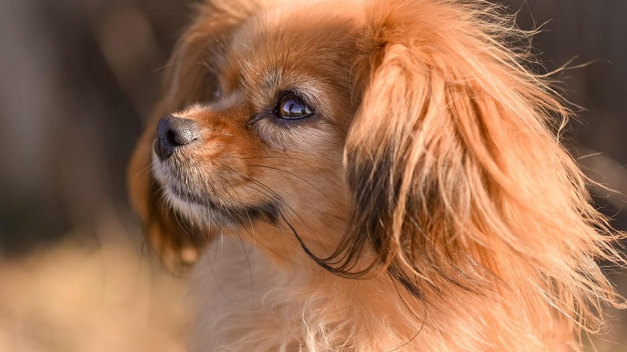 10 Dog Breeds That Suit a Virgo’s Need For Peace and Quiet