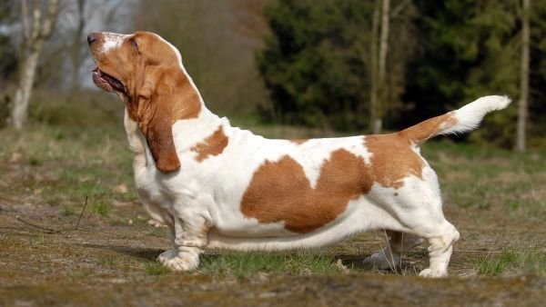 8 Unsung Hero Dog Breeds That Excel as Gentle Companions for Grandchildren