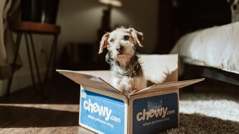 10 Surprising Household Items That Double as Your Dog's Favorite Enrichment Toys