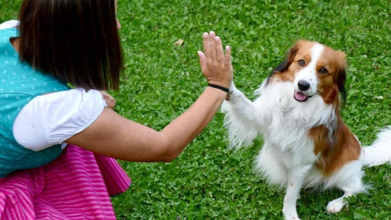 How Dogs Teach Us the Purest Form of Unconditional Love