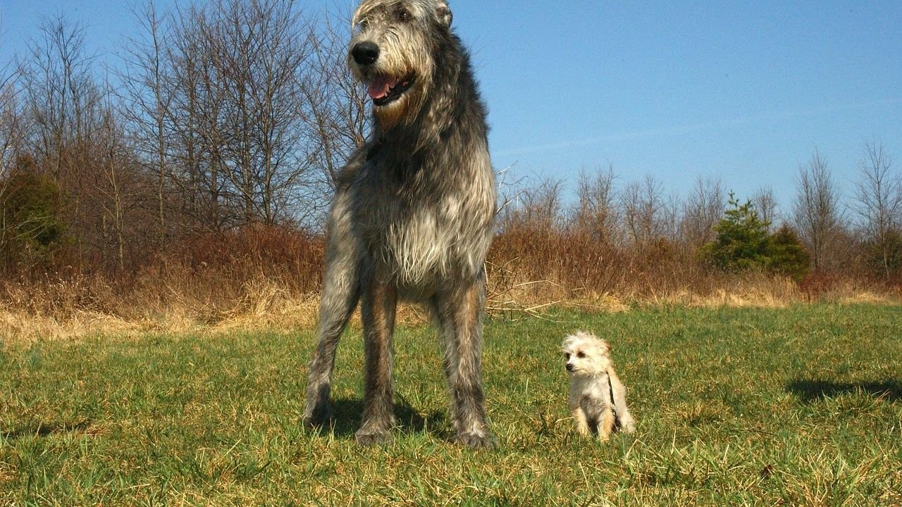 8 Large Dog Breeds with the Most Patient Personalities