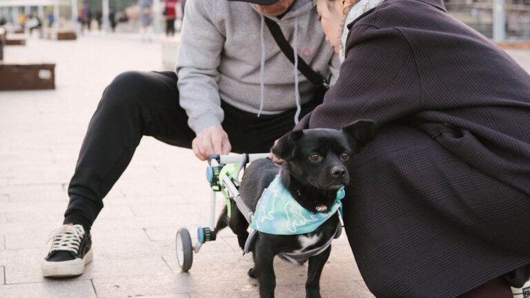 Why Dogs Develop Trust Issues (and How to Heal Them)