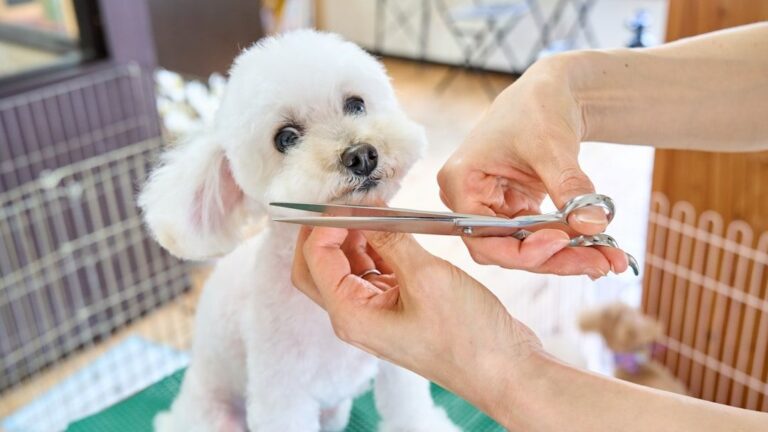 The Zen of Dog Grooming: Turning a Chore into a Bonding Ritual