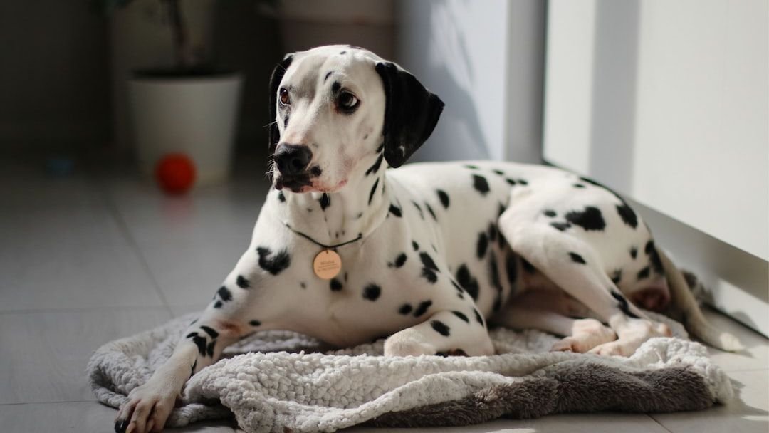 Dog Breeds That Emotionally Drain Certain Zodiac Signs