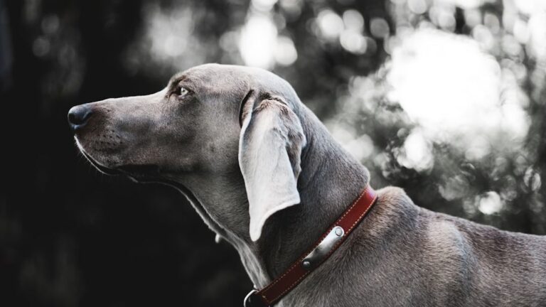 10 Dog Breeds That Prefer To Bond With a Single Human
