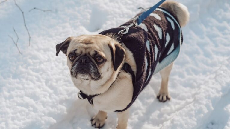 10 Clever Hacks to Keep Your Dog Cool and Comfortable During Snow Storms