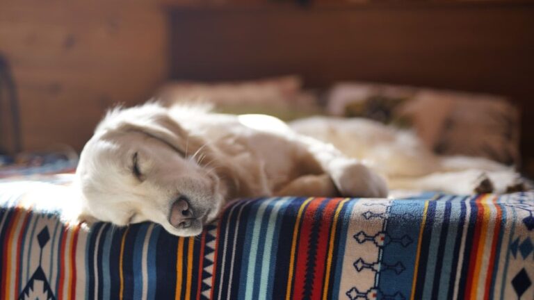 Decoding Your Dog's Dream World: What Do Their Sleep Twitches Really Mean?