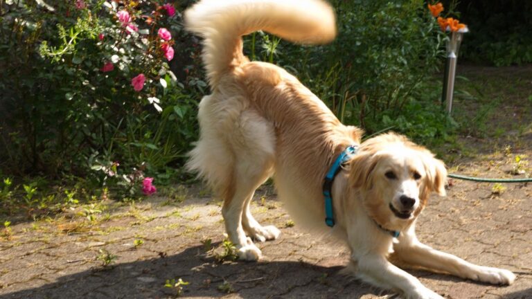 Your Dog's Secret Language: Unlocking the Mysteries of Their Play Bows and Nudges