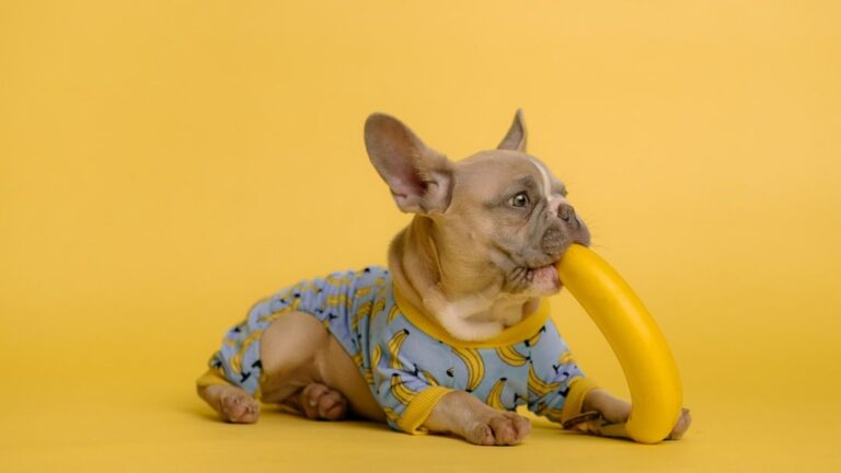 What is The Best Fruit For Dogs
