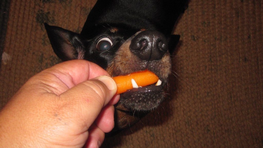 Can a Dog Eat Cooked Carrots