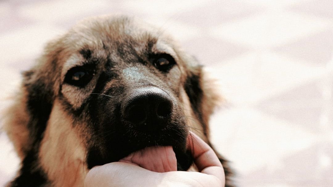 Why You Should Never Play With a Dog's Mouth