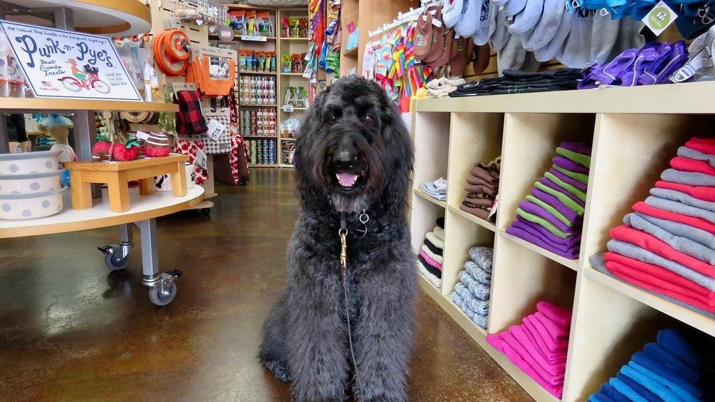 Why Does My Dog Follow Me Everywhere? It’s More Than Just Clinginess