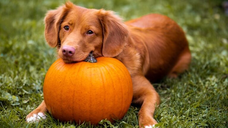 10 Fruits and Veggies Your Dog Will Love (And That Are Good for Them Too!)