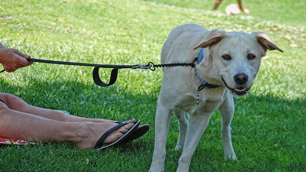 Stop the Struggle: Why Your Dog Pulls on the Leash and How to Fix It