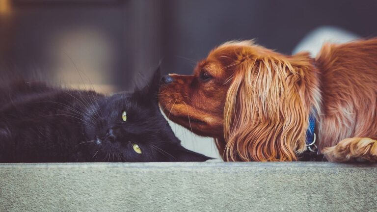 8 Dog Breeds That Are Surprisingly Good with Cats (Yes, It's Possible!)