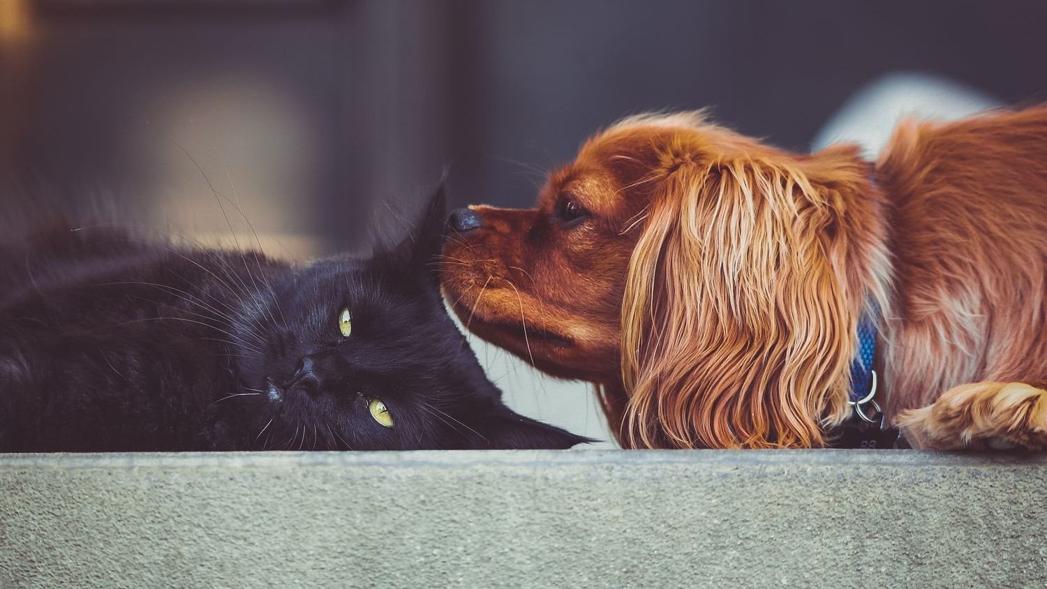 8 Dog Breeds That Are Surprisingly Good with Cats (Yes, It’s Possible!)
