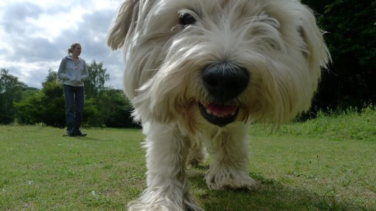 Is Your Dog Bored? 10 Creative Ways to Keep Their Mind and Paws Busy